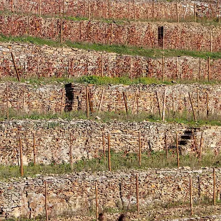 Villa Quinta Da Padrela Vineyard House