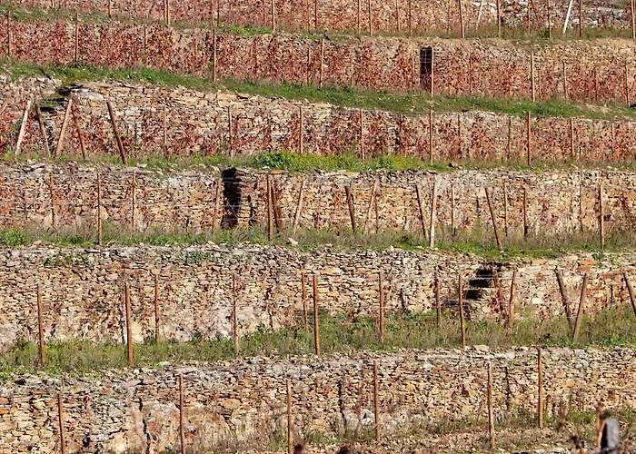 Villa Quinta Da Padrela Vineyard House